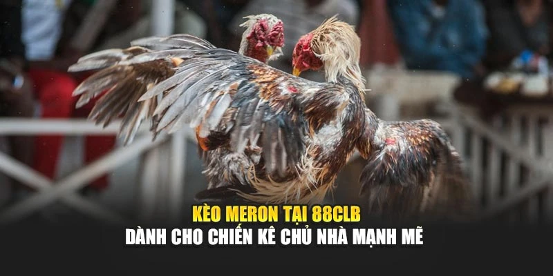 Kèo Meron tại 88CLB dành cho chiến kê chủ nhà mạnh mẽ 